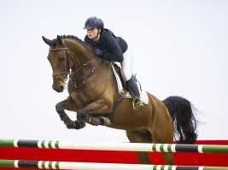 Zangersheide Hengst 7 Jaar 164 cm Bruin in Waddinxveen