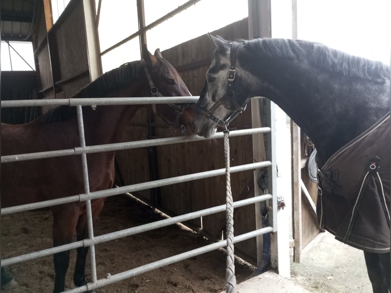 Zangersheide Hengst 7 Jaar 165 cm Schimmel in Senlecques