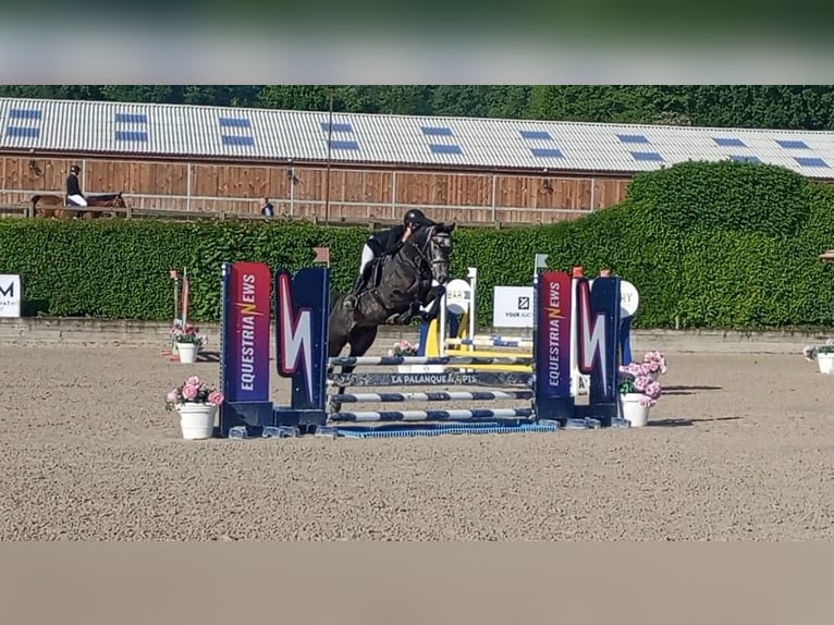 Zangersheide Hengst 7 Jaar 165 cm Schimmel in Senlecques