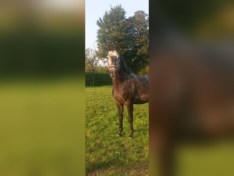 Zangersheide Hengst 7 Jaar 165 cm Schimmel in Senlecques