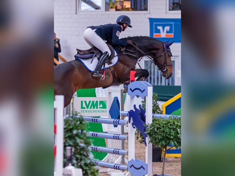 Zangersheide Hengst 7 Jaar 166 cm Zwartbruin in Insel Poel