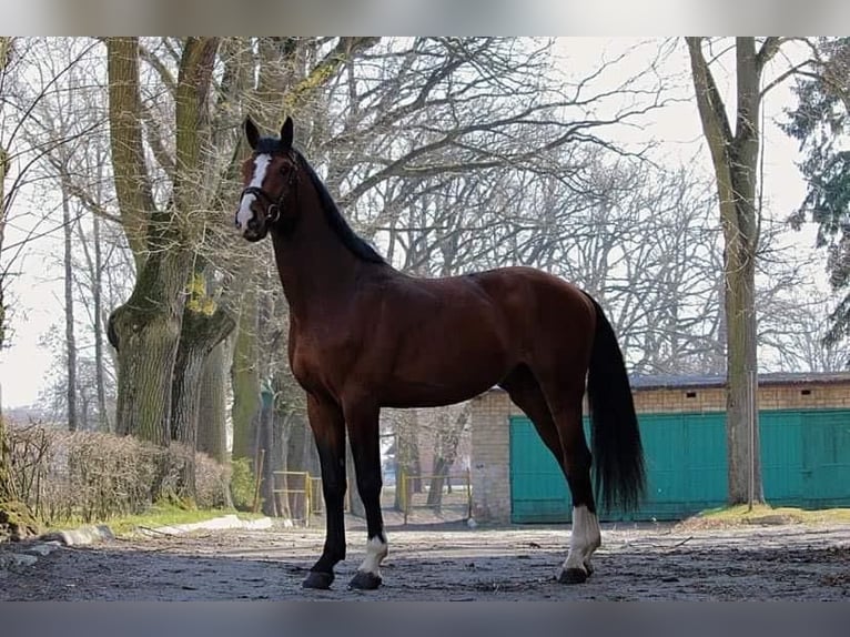 Zangersheide Hengst 7 Jaar 170 cm Bruin in Hagen