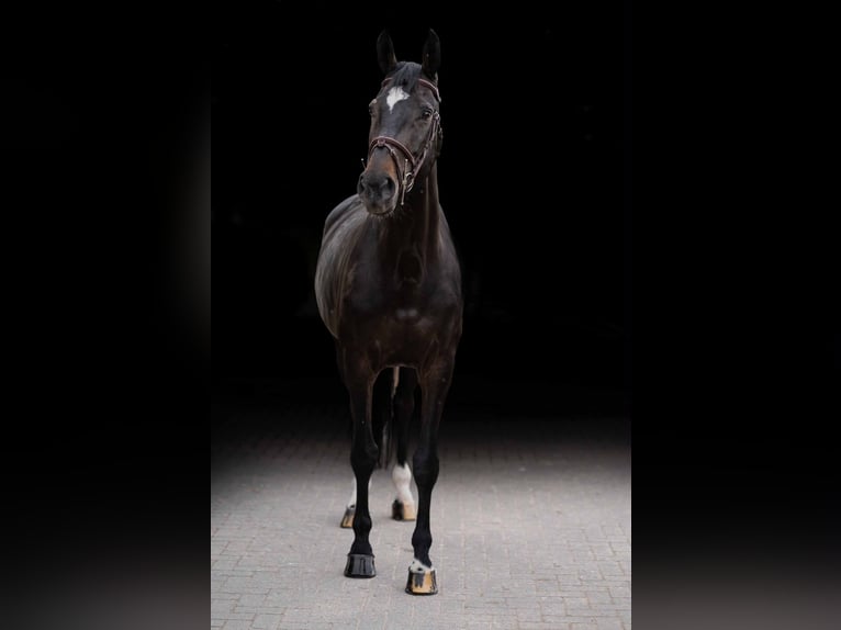 Zangersheide Hengst 7 Jaar 171 cm Donkerbruin in Zülpich