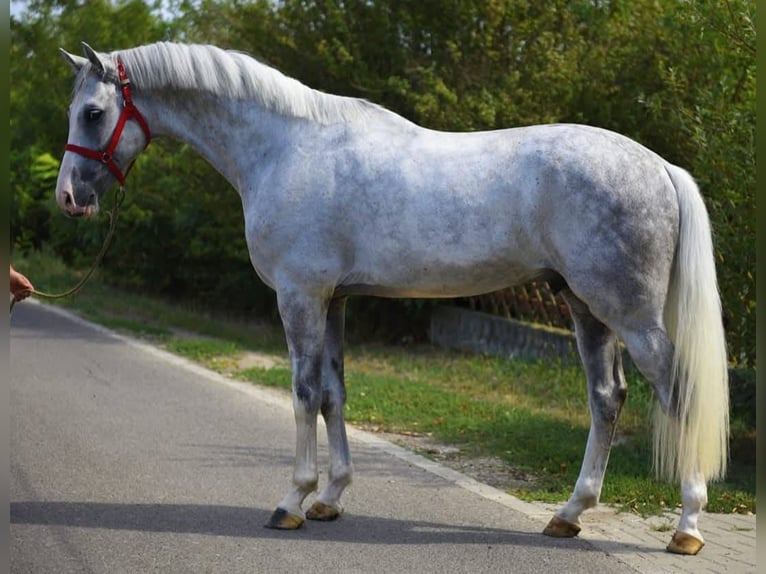 Zangersheide Hengst 7 Jaar 172 cm Schimmel in Szarvas