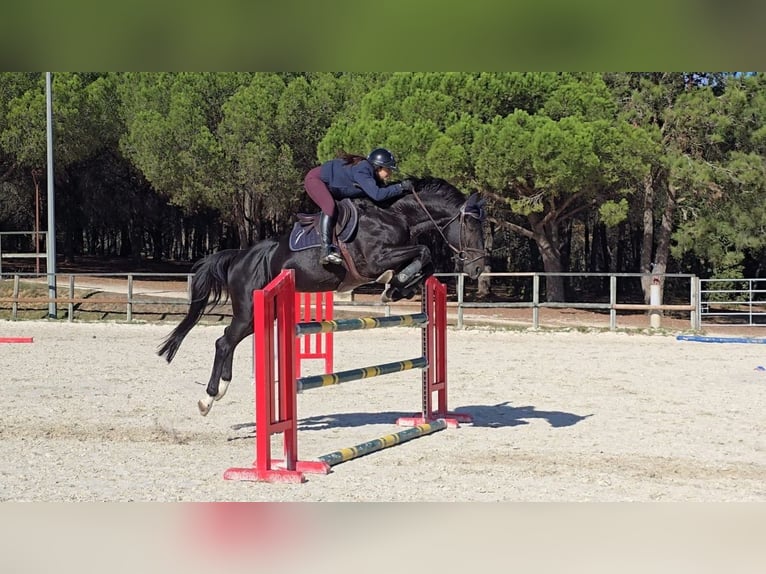 Zangersheide Hengst 7 Jaar 172 cm Zwartbruin in Montpellier