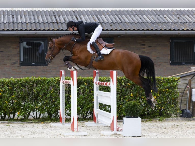 Zangersheide Hengst 9 Jaar 165 cm Bruin in Waddinxveen