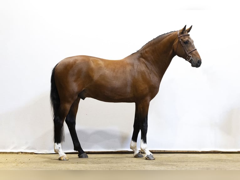 Zangersheide Hengst 9 Jaar 165 cm Bruin in Waddinxveen