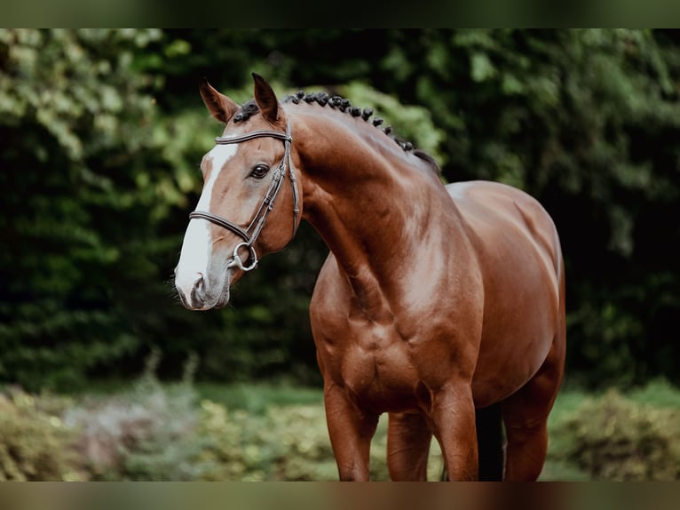 Zangersheide Hengst 9 Jaar 172 cm Bruin in Riedstadt