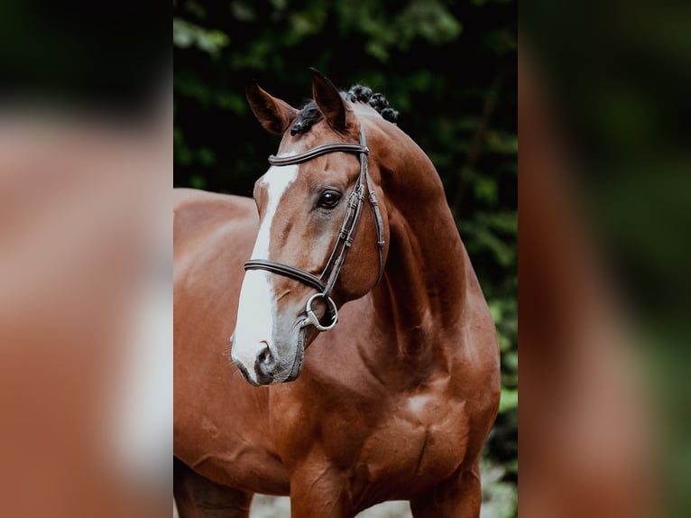 Zangersheide Hengst 9 Jaar 172 cm Bruin in Riedstadt
