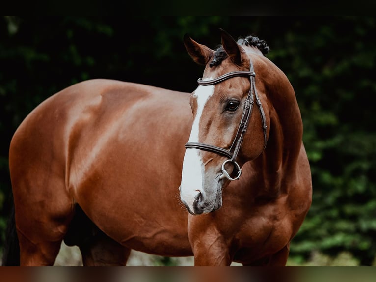 Zangersheide Hengst 9 Jaar 172 cm Bruin in Riedstadt