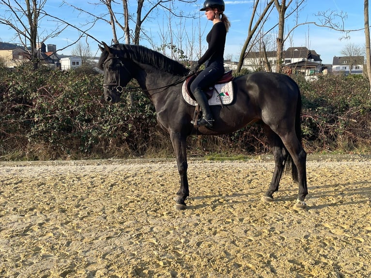 Zangersheide Hengst 9 Jaar 178 cm Zwart in Bad Neuenahr