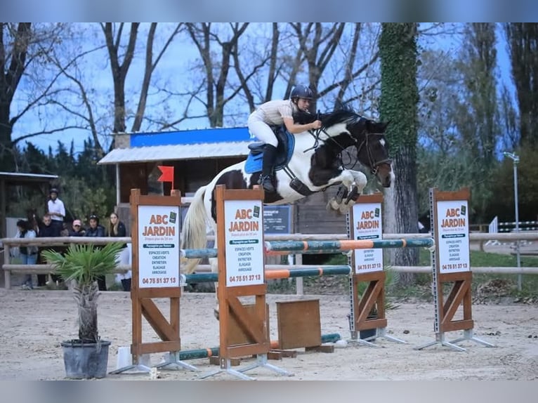 Zangersheide Hengst Gevlekt-paard in Asten