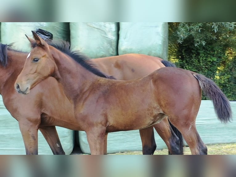Zangersheide Hengst Veulen (05/2025) 140 cm Bruin in Smetlede