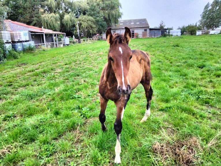 Zangersheide Hengst Veulen (06/2026) 145 cm Bruin in Leffinge