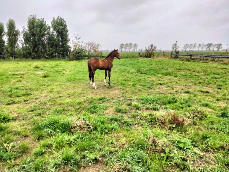 Zangersheide Hengst Veulen (06/2026) 145 cm Bruin in Leffinge