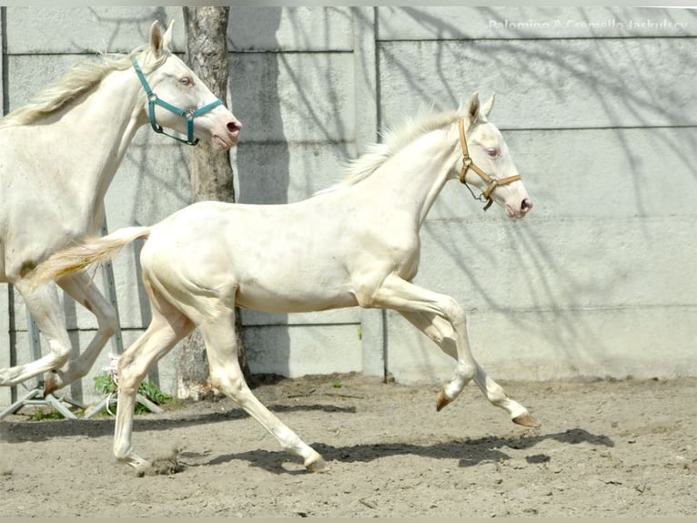 Zangersheide Hengst veulen (02/2024) 165 cm Cremello in Kamieniec Wroc