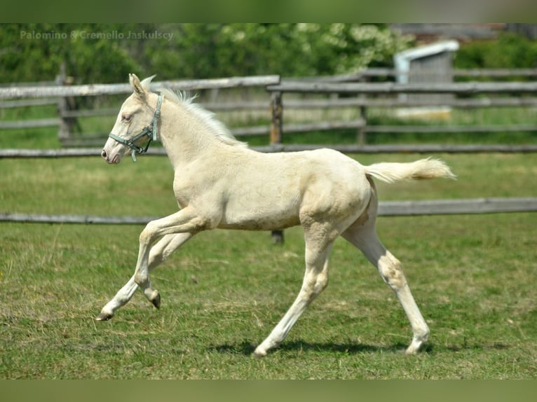 Zangersheide Hengst veulen (02/2024) 165 cm Cremello in Kamieniec Wroc