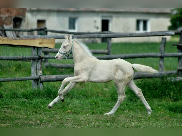 Zangersheide Hengst veulen (02/2024) 165 cm Cremello in Kamieniec Wroc