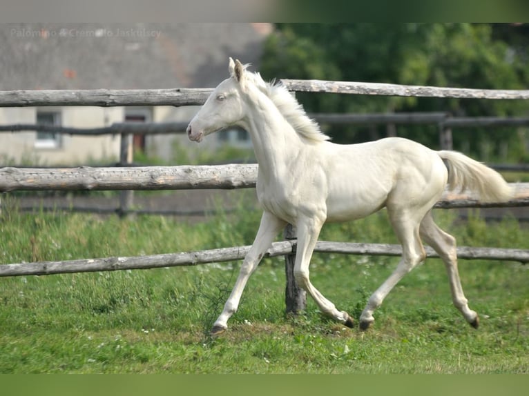 Zangersheide Hengst veulen (02/2024) 165 cm Cremello in Kamieniec Wroc