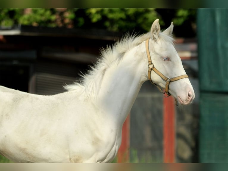 Zangersheide Hengst veulen (02/2024) 165 cm Cremello in Kamieniec Wroc