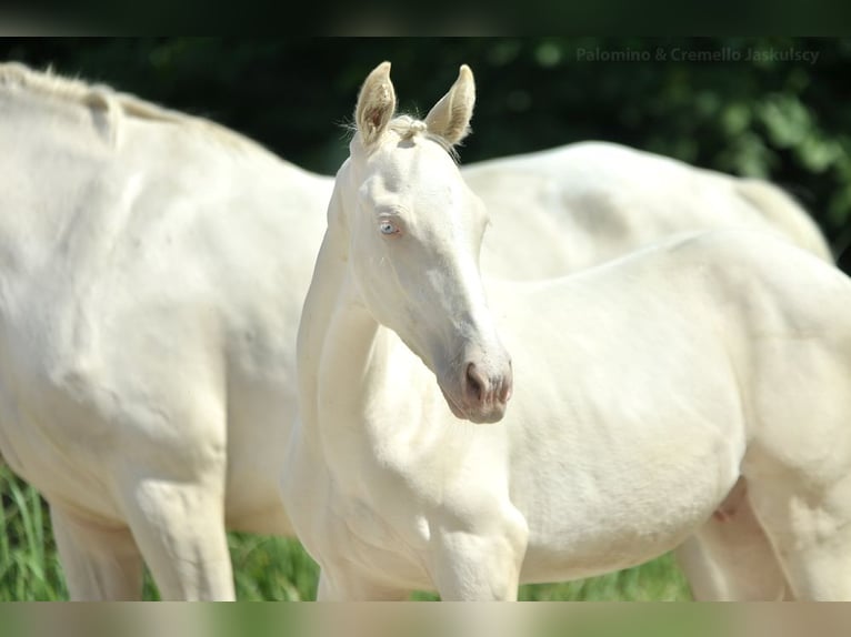 Zangersheide Hengst veulen (02/2024) 165 cm Cremello in Kamieniec Wroc