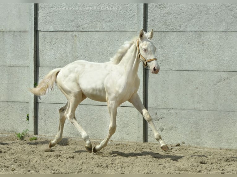 Zangersheide Hengst veulen (02/2024) 165 cm Cremello in Kamieniec Wroc