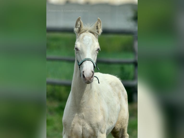 Zangersheide Hengst veulen (02/2024) 165 cm Cremello in Kamieniec Wroc