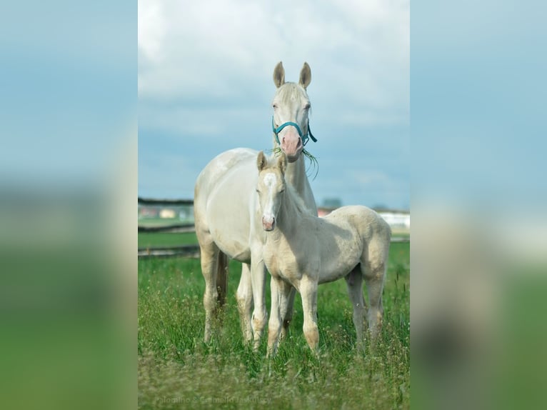 Zangersheide Hengst veulen (02/2024) 165 cm Cremello in Kamieniec Wroc