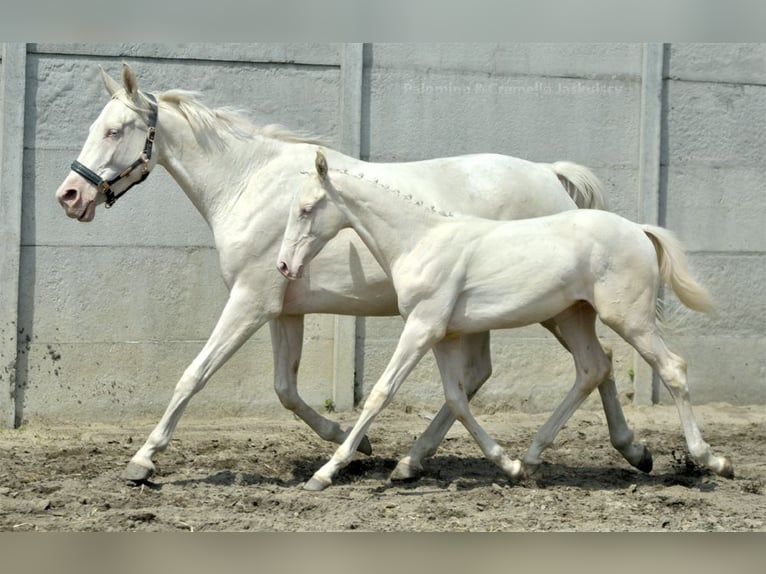 Zangersheide Hengst veulen (02/2024) 165 cm Cremello in Piecowice