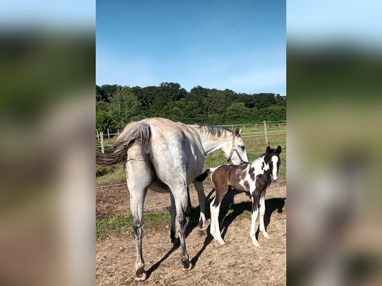 Zangersheide Hengst veulen (02/2024) 165 cm kan schimmel zijn in DAMPIERRE