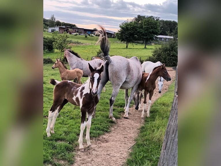 Zangersheide Hengst veulen (02/2024) 165 cm kan schimmel zijn in DAMPIERRE