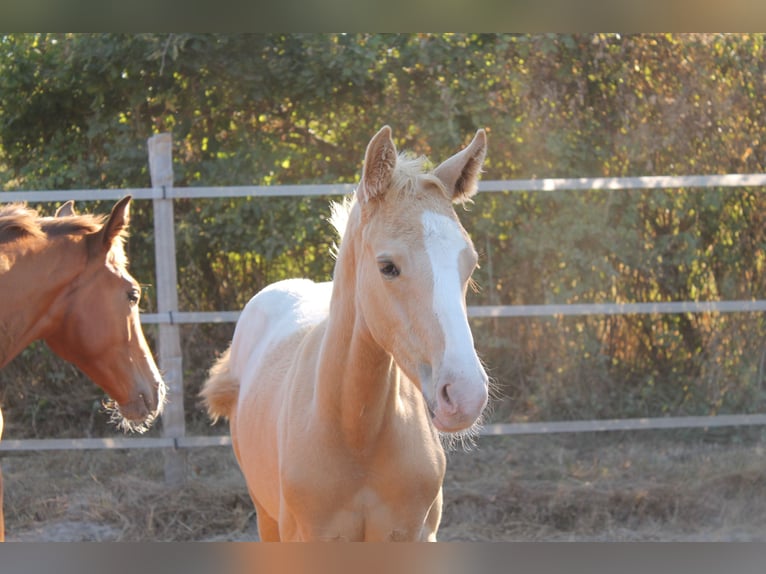 Zangersheide Hengst veulen (06/2024) 165 cm Palomino in FRAISSE