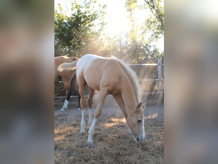 Zangersheide Hengst veulen (06/2024) 165 cm Palomino in FRAISSE