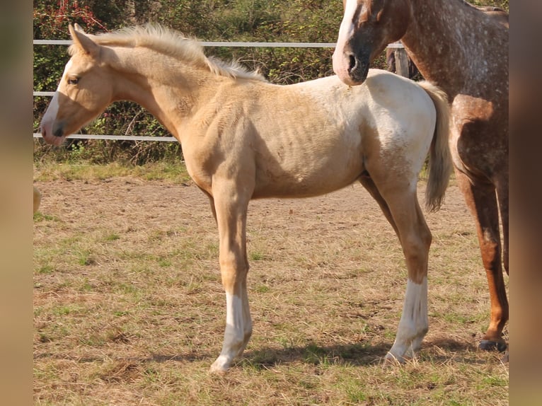 Zangersheide Hengst veulen (06/2024) 165 cm Palomino in FRAISSE