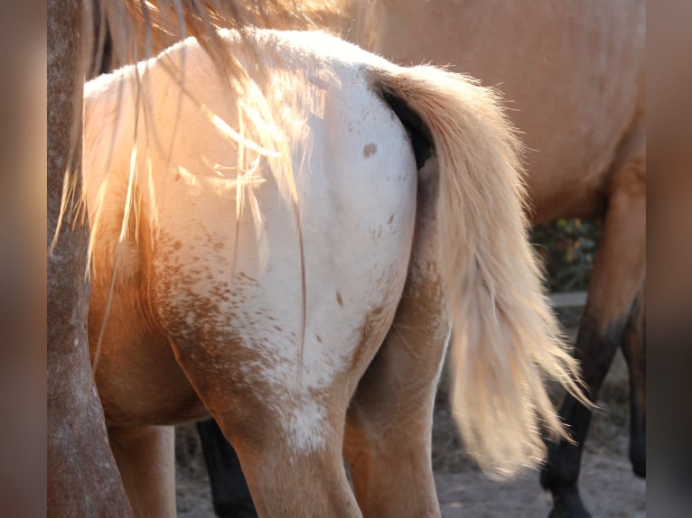 Zangersheide Hengst veulen (06/2024) 165 cm Palomino in FRAISSE