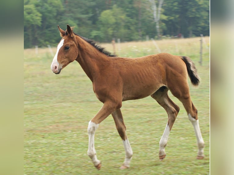 Zangersheide Hengst veulen (04/2024) 165 cm Roodbruin in Żaary