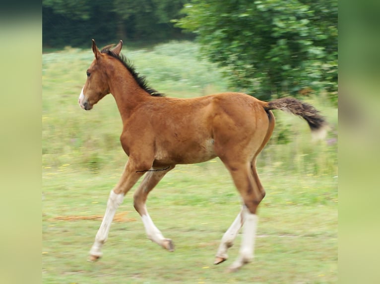 Zangersheide Hengst veulen (04/2024) 165 cm Roodbruin in Żaary