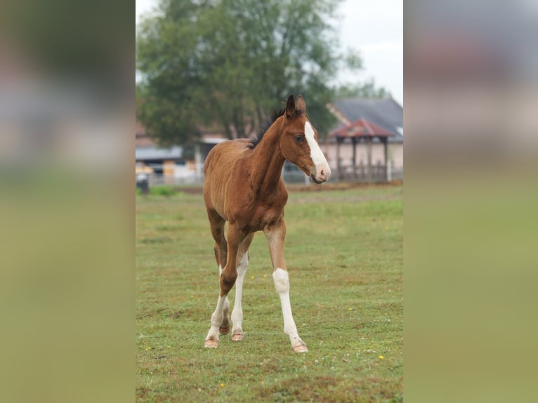 Zangersheide Hengst veulen (04/2024) 165 cm Roodbruin in Żaary