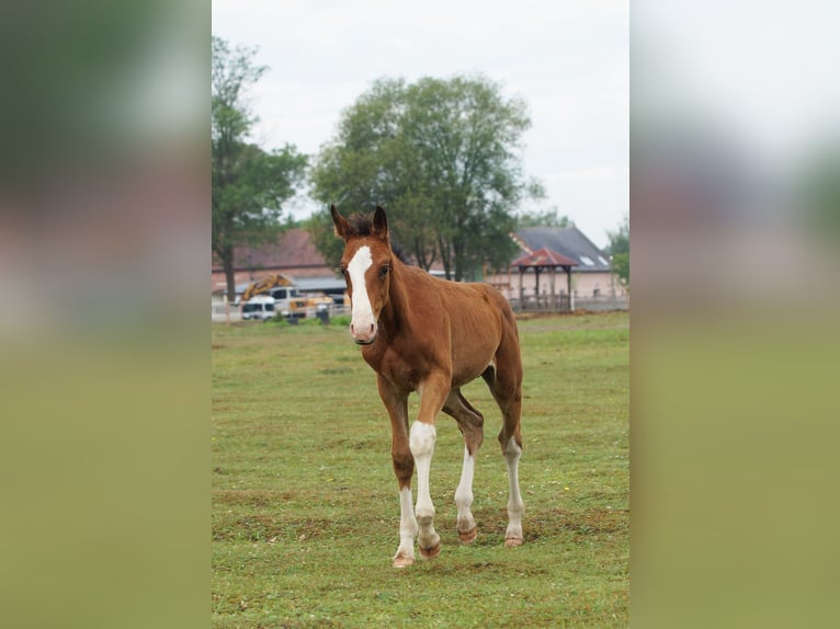 Zangersheide Hengst veulen (04/2024) 165 cm Roodbruin in Żaary