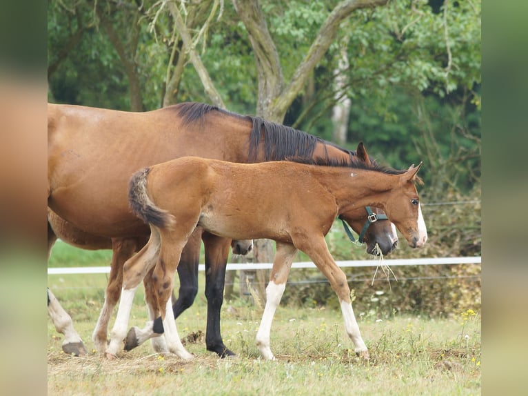 Zangersheide Hengst veulen (04/2024) 165 cm Roodbruin in Żaary