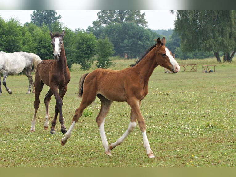 Zangersheide Hengst veulen (04/2024) 165 cm Roodbruin in Żaary