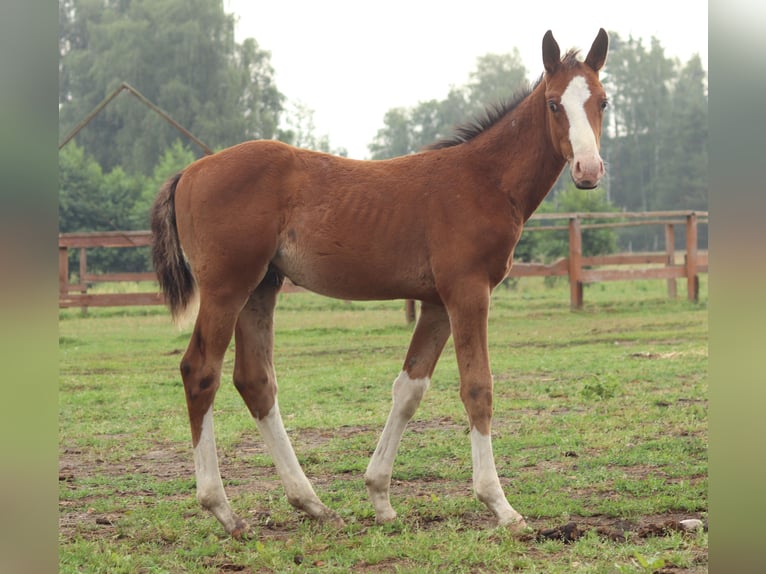 Zangersheide Hengst veulen (04/2024) 165 cm Roodbruin in Żaary