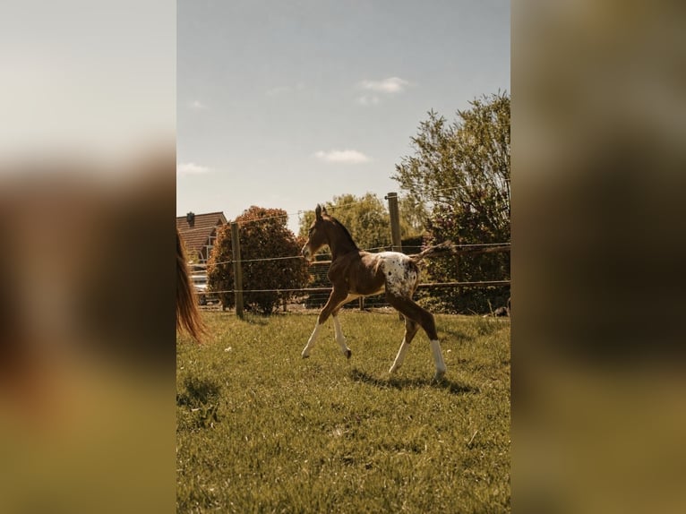 Zangersheide Hengst Veulen (05/2026) 168 cm Appaloosa in Hamersen