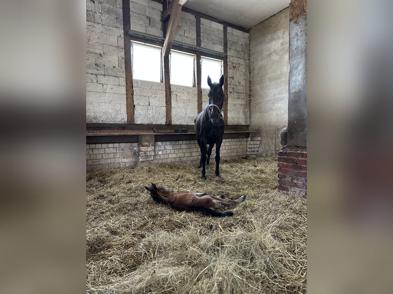 Zangersheide Hengst  168 cm Bruin in Rohlack