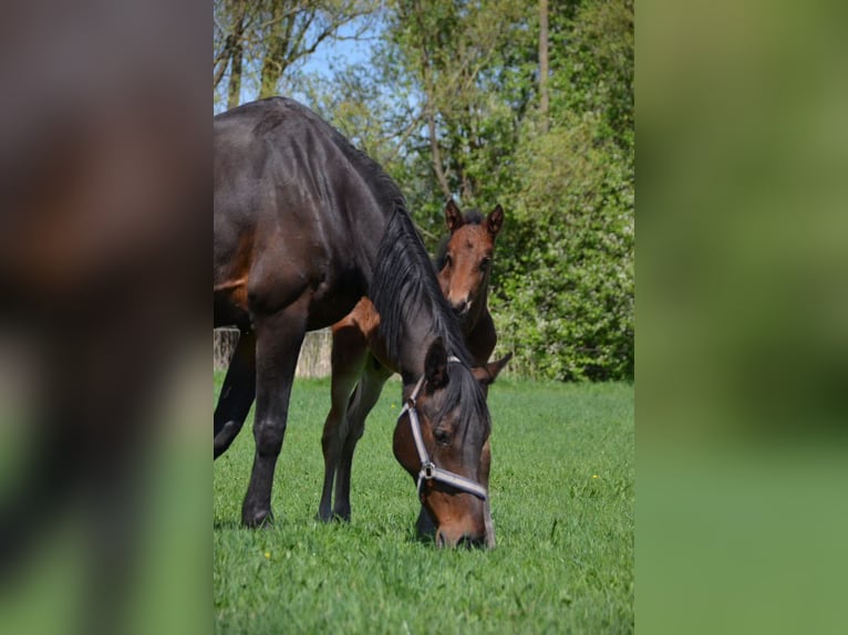Zangersheide Hengst  168 cm Bruin in Rohlack