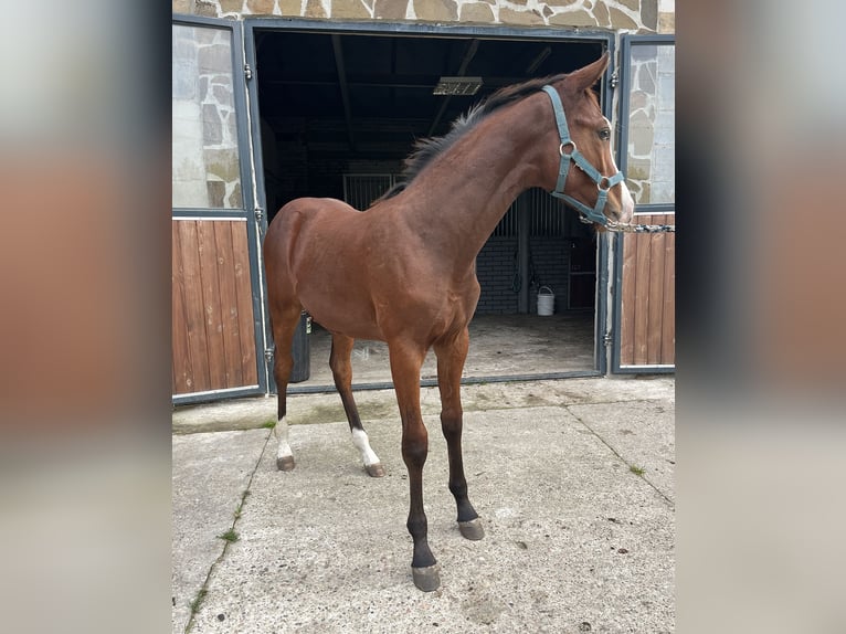 Zangersheide Hengst Veulen (04/2025) 168 cm Roodbruin in Minsk Mazowiecki