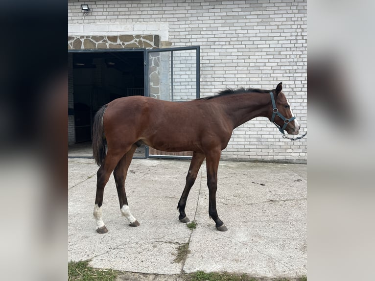 Zangersheide Hengst Veulen (04/2025) 168 cm Roodbruin in Minsk Mazowiecki