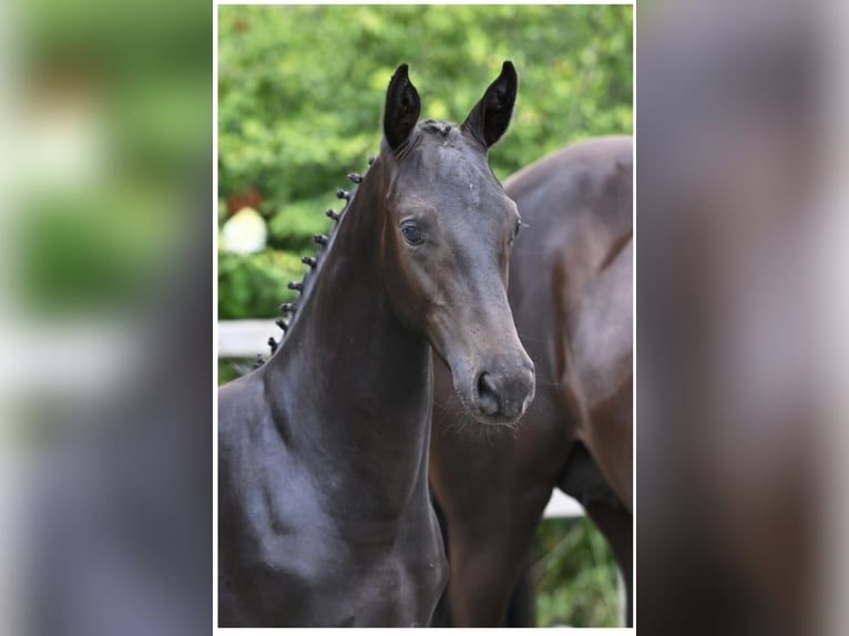 Zangersheide Hengst Veulen (04/2025) 168 cm Zwartbruin in Schijf