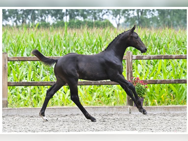 Zangersheide Hengst Veulen (04/2025) 168 cm Zwartbruin in Schijf