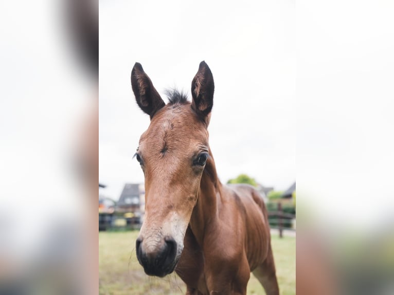 Zangersheide Hengst  170 cm Bruin in Ratingen